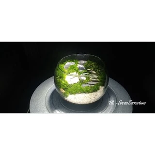 Bình tiểu cảnh Terrarium trang trí bàn làm việc, góc học tập học tập...