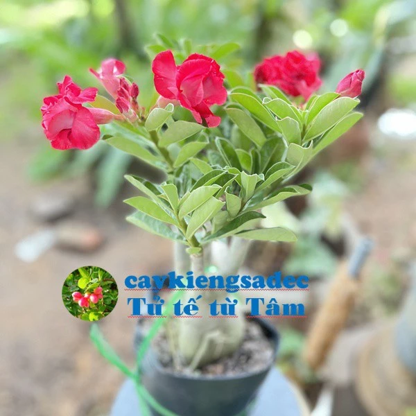caykiengsadec cây hoa sứ thái (hoa đỏ ) - tặng phân bón - hoa kiểng lá-trang trí nội thất cảnh quan ngoài trời