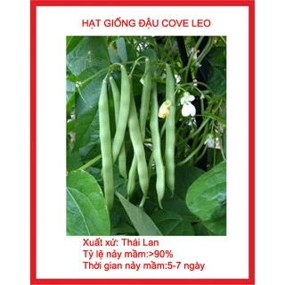 hạt giống đậu cove leo xanh gói 15 gr