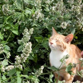 Hạt giống cây bạc hà mèo catnip 50 hạt