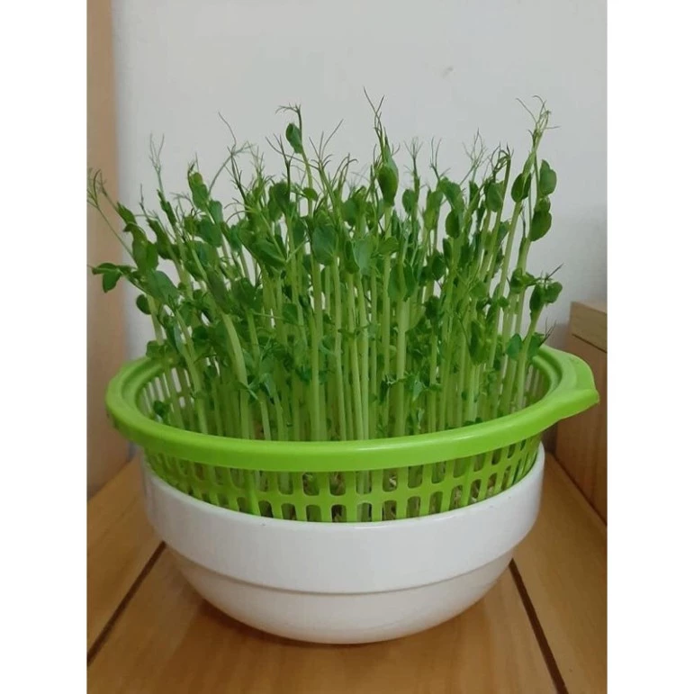 Hạt gống rau mầm Đậu Hà Lan Xanh 1kg - Đậu Hà Lan tỷ lệ nảy mầm cao