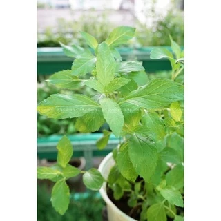Cây Bạc Hà Mint, Peppermint Làm Gia Vị, Nước Uống - Jun Garden