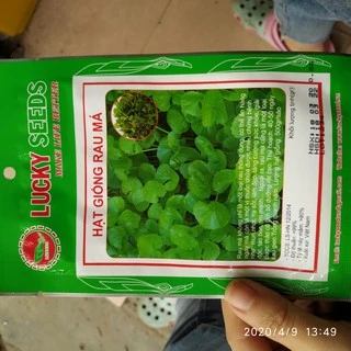 Hạt giống rau má 0.5g Lucky Seeds