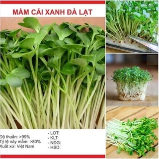 Hạt giống rau mầm cải xanh đà lạt dể trồng(gói 50gram)ăng giòn ngon,dinh dưỡng tốt