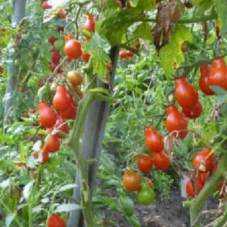 30 Hạt giống cà chua quả trái lê đỏ (Kèm kích thích hạt nảy mầm)