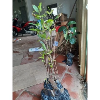 CÂY MAI ĐẠI LỘC GIỐNG ( CÂY CAO 50-60CM) CHƯA UỐN BONSAI