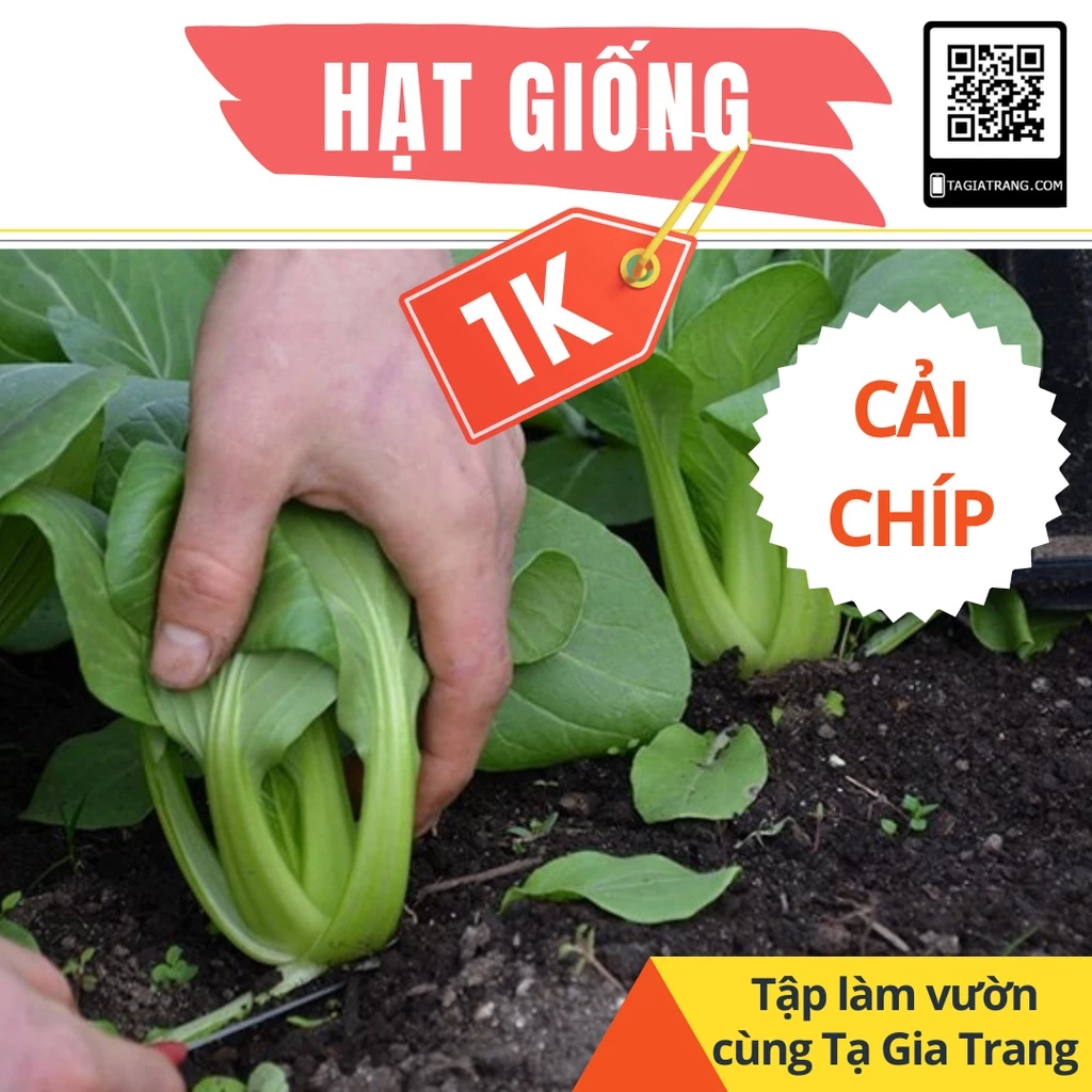 Deal 1K - 100 Hạt giống rau cải thìa (cải chíp)  - Tập làm vườn cùng Tạ Gia Trang