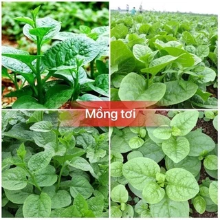 Hạt giống rau mồng tơi cao sản F1