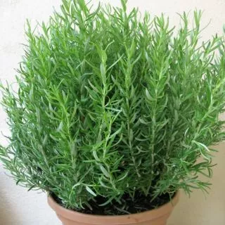 Cây hương thảo - Rosemary- cây gia vị  vừa đuổi muỗi lại giúp thư giãn- Hoa kiểng Nguyễn Lộc- Cây giống chất lượng cao