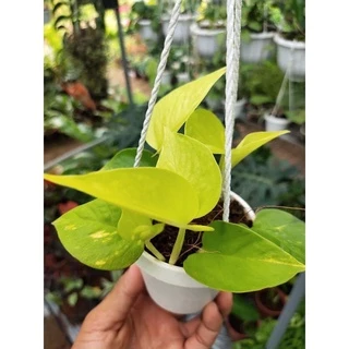 Trầu bà v àng (Neon pothos)/ trầu bà thái và ng mini