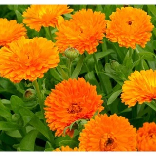 🌟Gói 100 Hạt Giống Hoa Cúc Susi 💯 Cực Đẹp💜 rất sai hoa