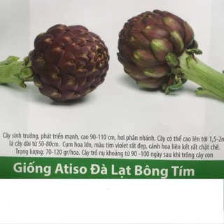 Hạt Giống Atiso Đà Lạt Bông Tím 2gr