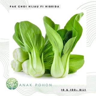 hạt giống cải Pak Choi cải ngọt 100h