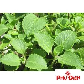 100 hạt giống húng chanh  PHÚ ĐIỀN