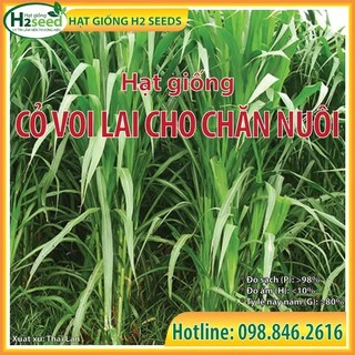 Hạt giống cỏ Voi Lai cho chăn nuôi - gói 50g siêu năng suất dùng trong chăn nuôi trâu, bò, cá, thỏ...