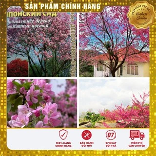 Hạt giống cây hoa Anh Đào Nhật