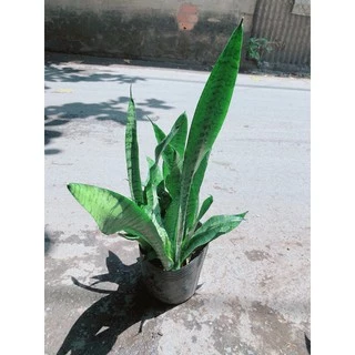 Lưỡi Hổ Sansevieria Black Coral