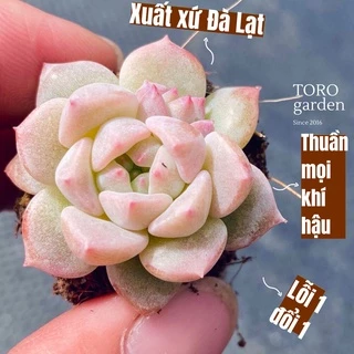 Sen đá dù hồng Đà Lạt size mini cây cảnh trang trí nhà cửa Toro garden