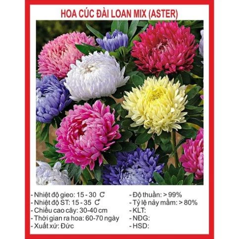 Hạt giống hoa Cúc Đài Loan lùn Mix nhiều màu (50 Hạt) ĐẾN MÙA TRỒNG TẾT