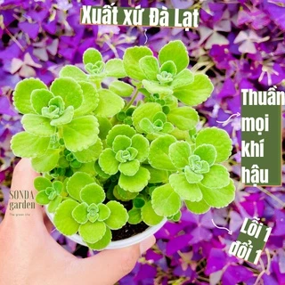 Sen thơm nhất mạt hương SONDA GARDEN size trung bình 10cm, cây cảnh trang trí nhà cửa, lỗi 1 đổi 1