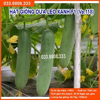 Hạt Giống Dưa Leo Xanh F1 (VA.118)  10gram-Năng Suất Cao, Quả Đẹp