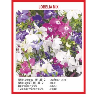 Hạt Giống Hoa Lobelia Mix 100 Hạt