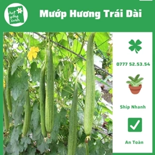 Hạt giống mướp hương trái dài F1 Rado 32- Dễ Trồng, Thơm, Ngọt(1 gram)