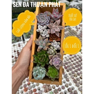 Combo 10 sen đá size mini 2-2,5cm lựa chọn ngẫu nhiên khác nhau, siêu xinh siêu kute, lỗi 1 đổi 1