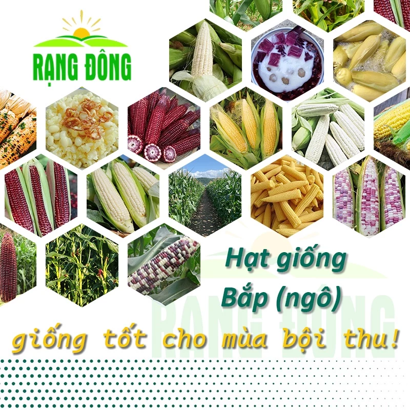 Hạt giống Bắp (Ngô) nảy mầm tốt, sinh trưởng khỏe, Rau củ quả trồng quanh năm - Hạt giống Rạng Đông