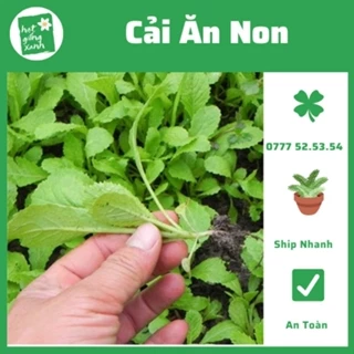 Hạt Giống Cải Xanh Non Baby (20gr)