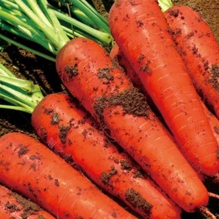 100 hạt giống cà rốt