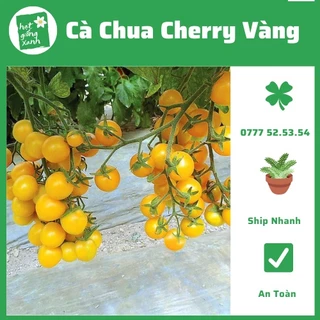 Hạt giống cà chua cherry bi vàng (0,1g)