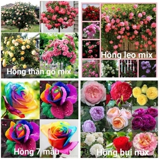 #Hạt_Giống_Hoa_Hồng (tặng kèm kích mầm + phân bón )