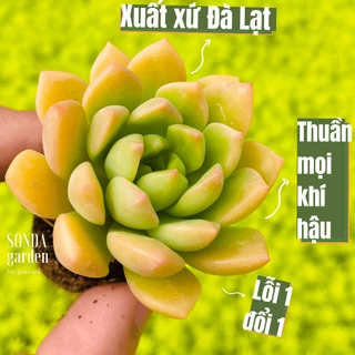 Sen đá mặt trời SONDA GARDEN size mini 2.5-4cm, cây cảnh trang trí nhà cửa, lỗi 1 đổi 1