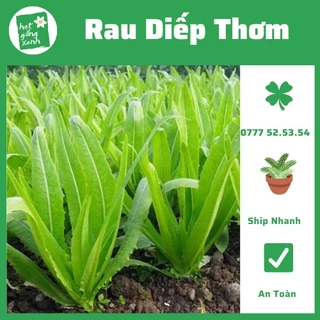 Hạt Giống Xà Lách Lá Nhọn (Rau Diếp Thơm) 10gr