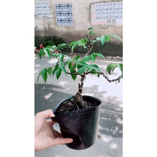 Cây Khế Bonsai