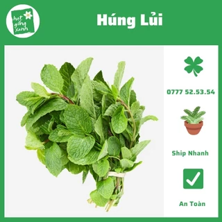 Hạt Giống Rau Húng Thơ (0.1gr)