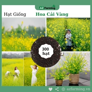 Hạt Giống Hoa Cải Vàng - Gói 300 Hạt - Az Farming