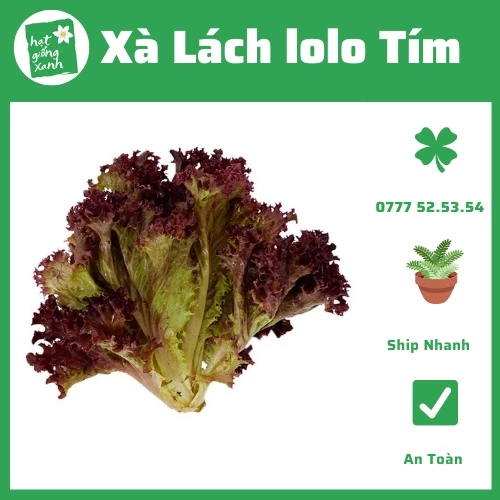 Xà Lách Tím (2g), Nảy Mầm Chuẩn Trên 90%