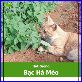 Hạt Giống Bạc Hà Mèo Catnip (Cỏ Mèo)