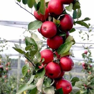 30 hạt giống táo siêu quả nhật bản