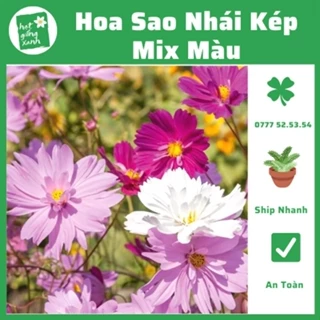 Hạt Giống Hoa Sao Nhái Kép Nhiều Màu(0.1g)