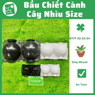 Bầu chiết cành nhiều size, bầu chiết cành hồng, sung, cây cảnh...