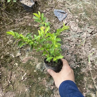 [Cây Công Trình] Cây chuỗi ngọc cao 15-20cm thích hợp trồng công trình ,hàng rào lối đi , bồn hoa