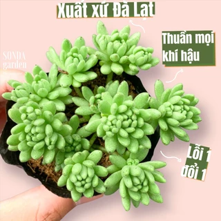 Sen đá sedum dù xanh SONDA GARDEN size bé 5-8cm, cây cảnh trang trí nhà cửa, lỗi 1 đổi 1