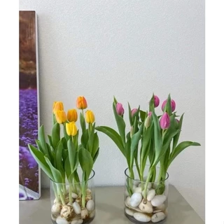 CỦ HOA TULIP NHIỀU MÀU( KHÁCH ĐƯỢC CHỌN MÀU)