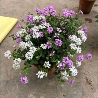 Chậu cây hoa Ngũ Sắc Rủ phối mix 2 màu trắng_tím quá xinh, trồng rủ bạn công, hiên nhà bao đẹp bao sang