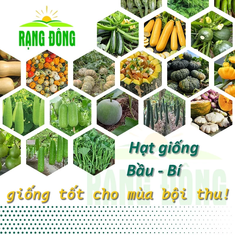 Hạt giống Bầu - Bí trồng quanh năm, sinh trưởng khỏe, dễ chăm sóc - Hạt giống Rạng Đông