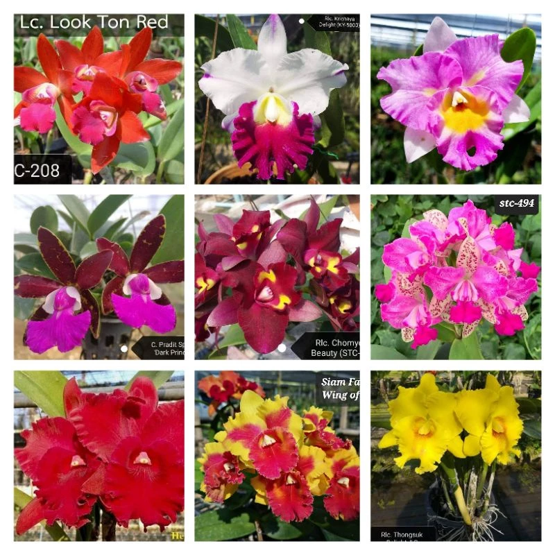 Cattleya màu mới lựa chuẩn màu