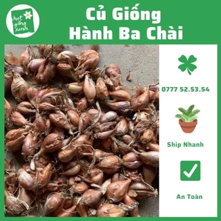 Củ giống Hành Ba Chài Zin(1kg)